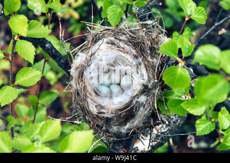 Vögel Nester guide. Gemütliche Arktis redpoll (Acanthis hornemanni) White Nest in Birke unter der Skala flechten. Die Verschachtelung ist hohl mit partrid gefüttert Stockfoto