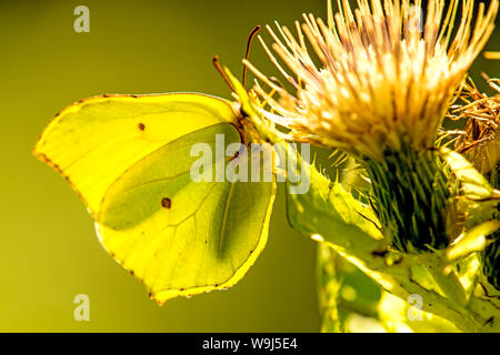 Brimstone Schmetterling auf einer Distel Blume Stockfoto