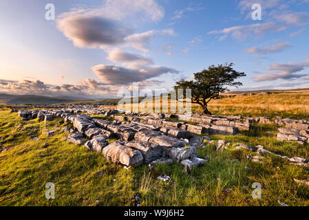 Kalkstein Bürgersteig und Lone Tree Winskill Steine, Langcliffe, Yorkshire Dales National Park, Großbritannien Stockfoto