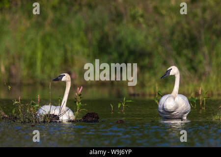 Trumpter Schwäne auf einem Schlamm flach in Nordwisconsin ruht. Stockfoto