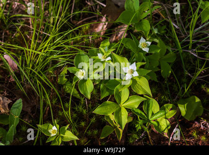 Bunchberry Blüte im nördlichen Wisconsin. Stockfoto