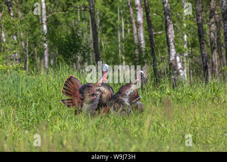 Tom Truthähne versucht eine Henne Lockvogel zu montieren. Stockfoto