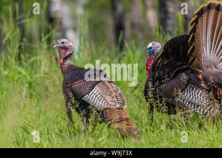 Tom Truthähne in Nordwisconsin. Stockfoto