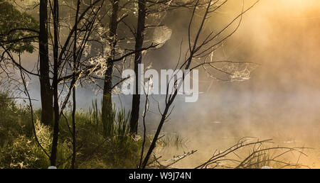 Tau - überdachte Spinnweben auf einem nebelhaften Teich in Nordwisconsin. Stockfoto