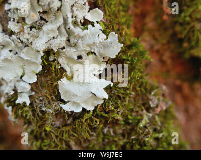 In der Nähe von Weißen foliose Flechten und Moos auf Baum Stockfoto