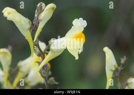 Einzelne gelbe Blume des Gemeinsamen Toadflax, Gelb Toadflax, Linaria vulgaris, wachsende am Rand eines Feldes auf der South Downs, Sussex, UK, August. Stockfoto