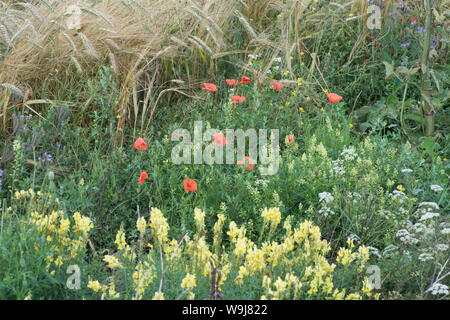 Wilde Blumen links im Feld "Marge wildlebenden Pflanzen und Tiere und Insekten, auf der South Downs zu fördern, Blumen mignonette, Mohn, gemeinsame Toadflax, Stockfoto