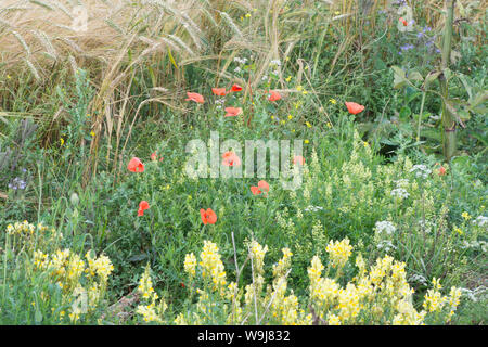 Wilde Blumen links im Feld "Marge wildlebenden Pflanzen und Tiere und Insekten, auf der South Downs zu fördern, Blumen mignonette, Mohn, gemeinsame Toadflax, Stockfoto