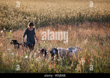 Hirten mit ihren Ziegen, und Ihr Hund in der Wiese Stockfoto