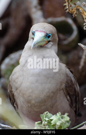 Red footed Booby (Sula Sula), Darwin Bay, Genovesa, Galapagos, Ecuador, Südamerika. Stockfoto