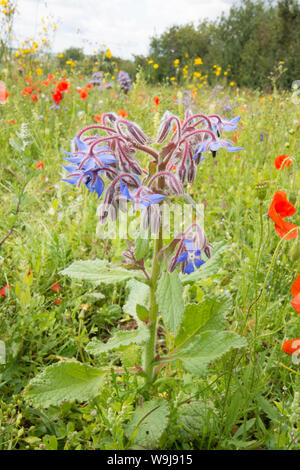 Borretsch und andere wilde Blumen wachsen in unbewirtschaftet Rand des Feldes auf der South Downs, Borago officinalis, Stockfoto