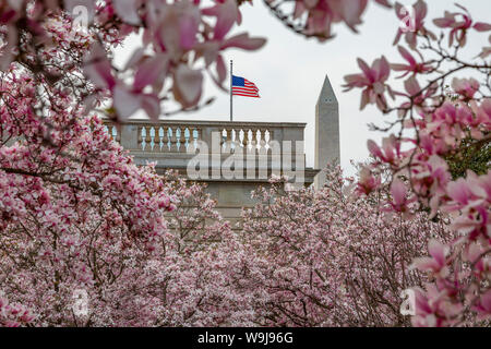 Blick auf das Washington Monument und spring blossom aus dem Moongate Garten, Washington DC, District of Columbia, Vereinigte Staaten von Amerika Stockfoto