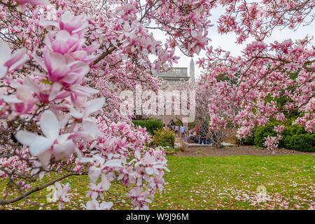 Blick auf das Washington Monument und spring blossom aus dem Moongate Garten, Washington DC, District of Columbia, Vereinigte Staaten von Amerika Stockfoto