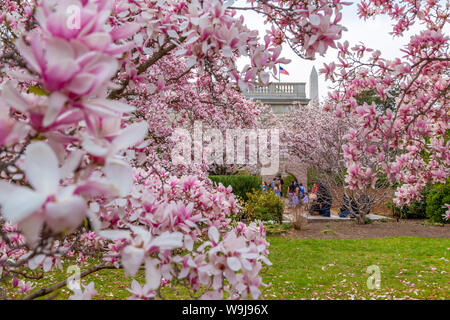 Blick auf das Washington Monument und spring blossom aus dem Moongate Garten, Washington DC, District of Columbia, Vereinigte Staaten von Amerika Stockfoto