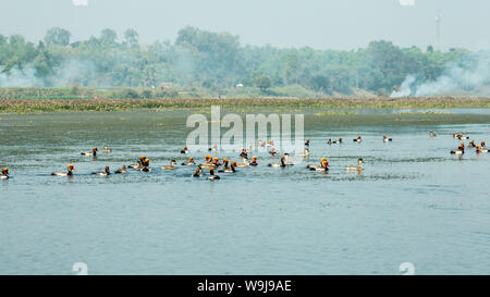 Vögel sterben der Wasserverschmutzung. Red crested pochard Zugvögel um Ganges River am Morgen fliegen. Vögel und Tiere sterben, weil der giftigen Ein Stockfoto