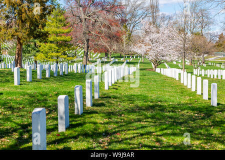 Blick auf die Grabsteine in den nationalen Friedhof von Arlington, Washington DC, District of Columbia, Vereinigte Staaten von Amerika Stockfoto