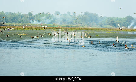 Herde wandernde Gänse Rot crested pochard gemeinsam als Gruppe in einer verschmutzten Shoreline in Keoladeo Nationalpark, als Bharatpur Bird Sa beschmutzt Stockfoto