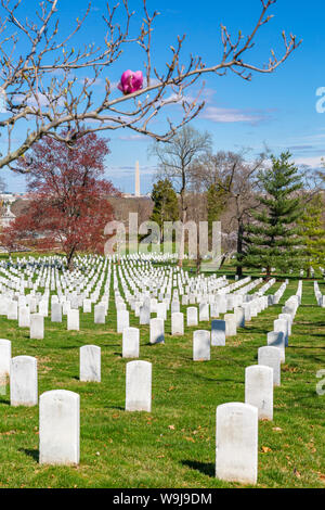 Blick auf die Grabsteine in den nationalen Friedhof von Arlington und Washington Monument, Washington DC, District of Columbia, Vereinigte Staaten von Amerika Stockfoto