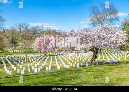 Blick auf die Grabsteine in Arlington National Cemetery im Frühling, Washington DC, District of Columbia, Vereinigte Staaten von Amerika Stockfoto