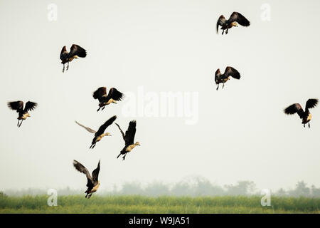 Der Führer folgen. Eine Herde von Indischen Kormoran Vögel in Bewegung fliegen über See. Meer Vögel in der Natur. Bird Migration. Freiheit Konzept. Vedantan Stockfoto