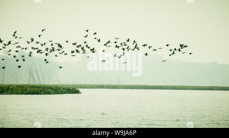 Herde von Kormoran Shag Vögel fliegen über See im Winter. Wandernde Wasservögel fliegen auf dem Weg zurück zu ihren Nistplätzen, der Tag zu Ende in E Stockfoto