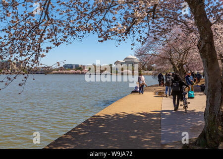 Ansicht der Thomas Jefferson Memorial, Tidal Basin und Kirschen blühen Bäume, Washington D.C., Vereinigte Staaten von Amerika, Nordamerika Stockfoto