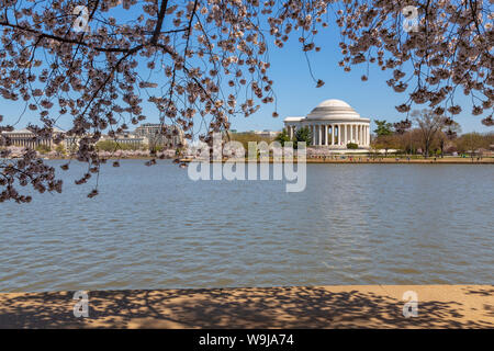 Ansicht der Thomas Jefferson Memorial, Tidal Basin und Kirschen blühen Bäume, Washington D.C., Vereinigte Staaten von Amerika, Nordamerika Stockfoto