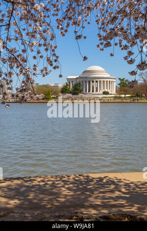 Ansicht der Thomas Jefferson Memorial, Tidal Basin und Kirschen blühen Bäume, Washington D.C., Vereinigte Staaten von Amerika, Nordamerika Stockfoto