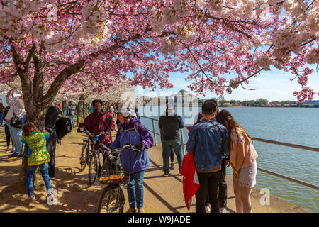 Ansicht der Thomas Jefferson Memorial, Tidal Basin und Kirschen blühen Bäume, Washington D.C., Vereinigte Staaten von Amerika, Nordamerika Stockfoto