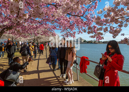 Ansicht der Touristen und der Thomas Jefferson Memorial, Tidal Basin und Kirschen blühen Bäume, Washington D.C., Vereinigte Staaten von Amerika, Nordamerika Stockfoto