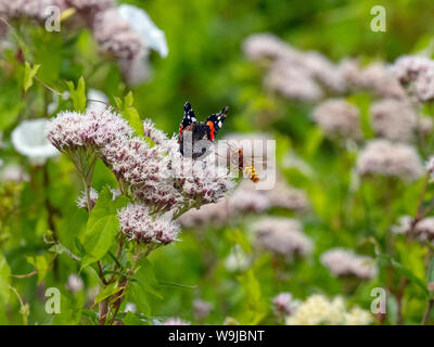 Red Admiral Schmetterling Vanessa atalanta auf Hanf - agrimony durch eine Hornet attackiert. Stockfoto