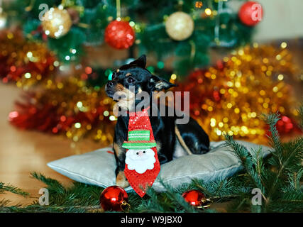 Die kleinen schwarzen Hund mit roter Schleife auf dem Hintergrund der Weihnachtsbaum zu Hause. Stockfoto