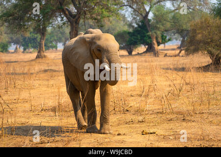 Eine Herde von afrikanischen Busch Elefanten. Am Lake Kariba, Simbabwe fotografiert. Stockfoto