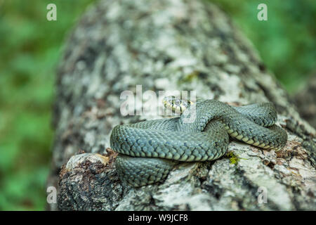 Single coiled Ringelnatter liegen auf einem Baumstamm Stockfoto