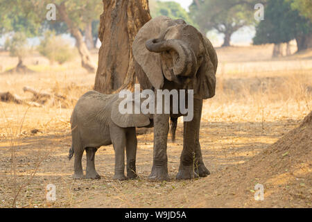 Afrikanische Elefanten Krankenschwestern junge nachkommen. Am Lake Kariba, Simbabwe fotografiert. Stockfoto