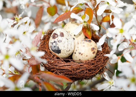 Nest in Felsenbirne Baum, Schweiz Stockfoto