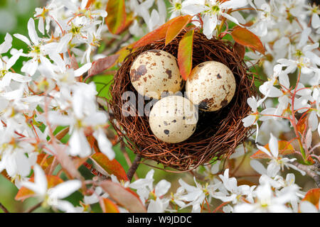 Nest in Felsenbirne Baum, Schweiz Stockfoto