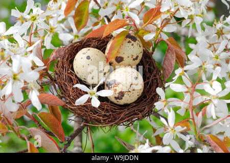 Nest in Felsenbirne Baum, Schweiz Stockfoto