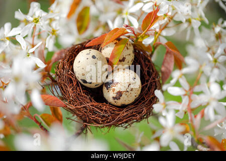 Nest in Felsenbirne Baum, Schweiz Stockfoto