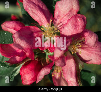 Nahaufnahme von apple tree leuchtend rosa Blüten auf sonnigen Frühling Abend. Stockfoto