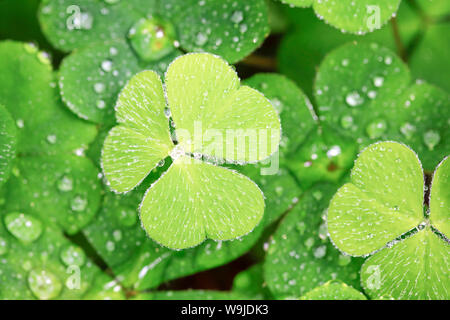 Waldklee mit Wassertropfen, Schweiz Stockfoto