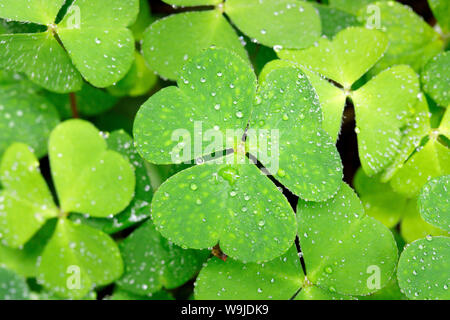 Waldklee mit Wassertropfen, Schweiz Stockfoto