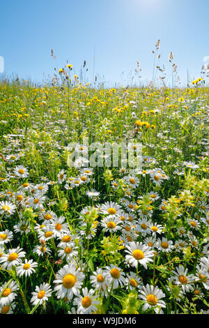 Magerwiese, Zürich Oberland, Schweiz Stockfoto