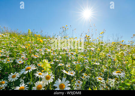 Magerwiese, Zürich Oberland, Schweiz Stockfoto