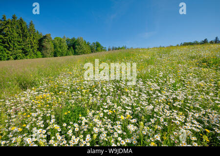 Magerwiese, Zürich Oberland, Schweiz Stockfoto