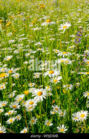 Magerwiese, Zürich Oberland, Schweiz Stockfoto