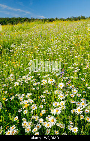 Magerwiese, Zürich Oberland, Schweiz Stockfoto