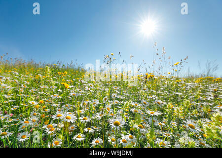 Magerwiese, Zürich Oberland, Schweiz Stockfoto