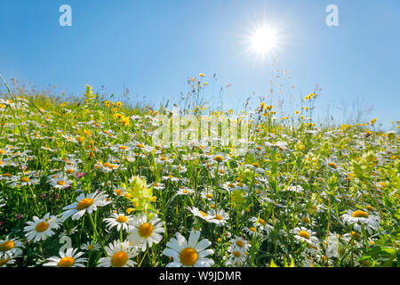 Magerwiese, Zürich Oberland, Schweiz Stockfoto