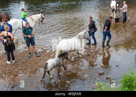 Appleby-in-Westmorland, Cumbria, England. Appleby Horse Fair, eine jährliche Zusammenkunft der Sinti und Roma und der Fahrenden und ihre Pferde. Stockfoto